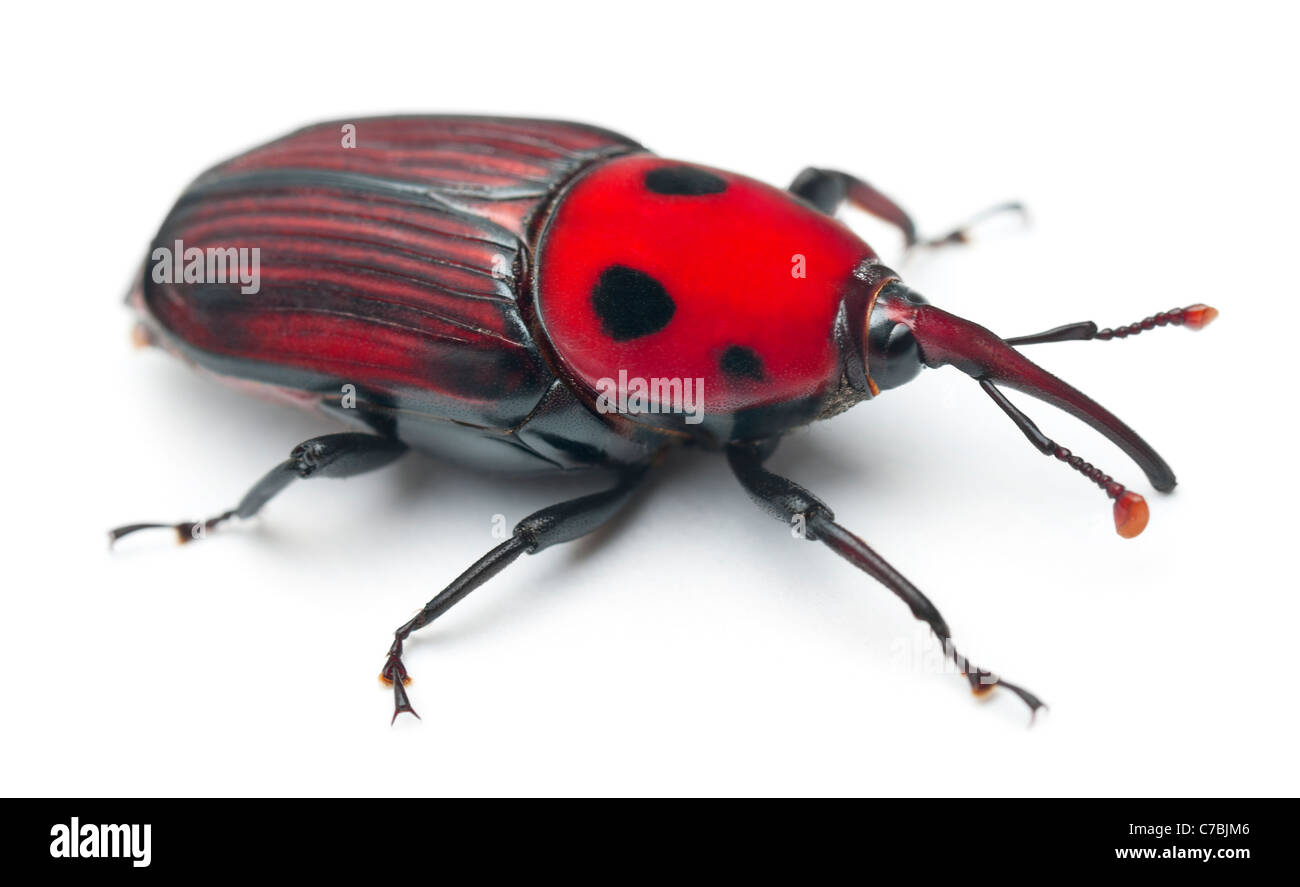 Weibliche Palmrüssler, asiatische Palmenrüssler oder Sago Palmenrüssler, Rhynchophorus Ferrugineus, vor weißem Hintergrund Stockfoto