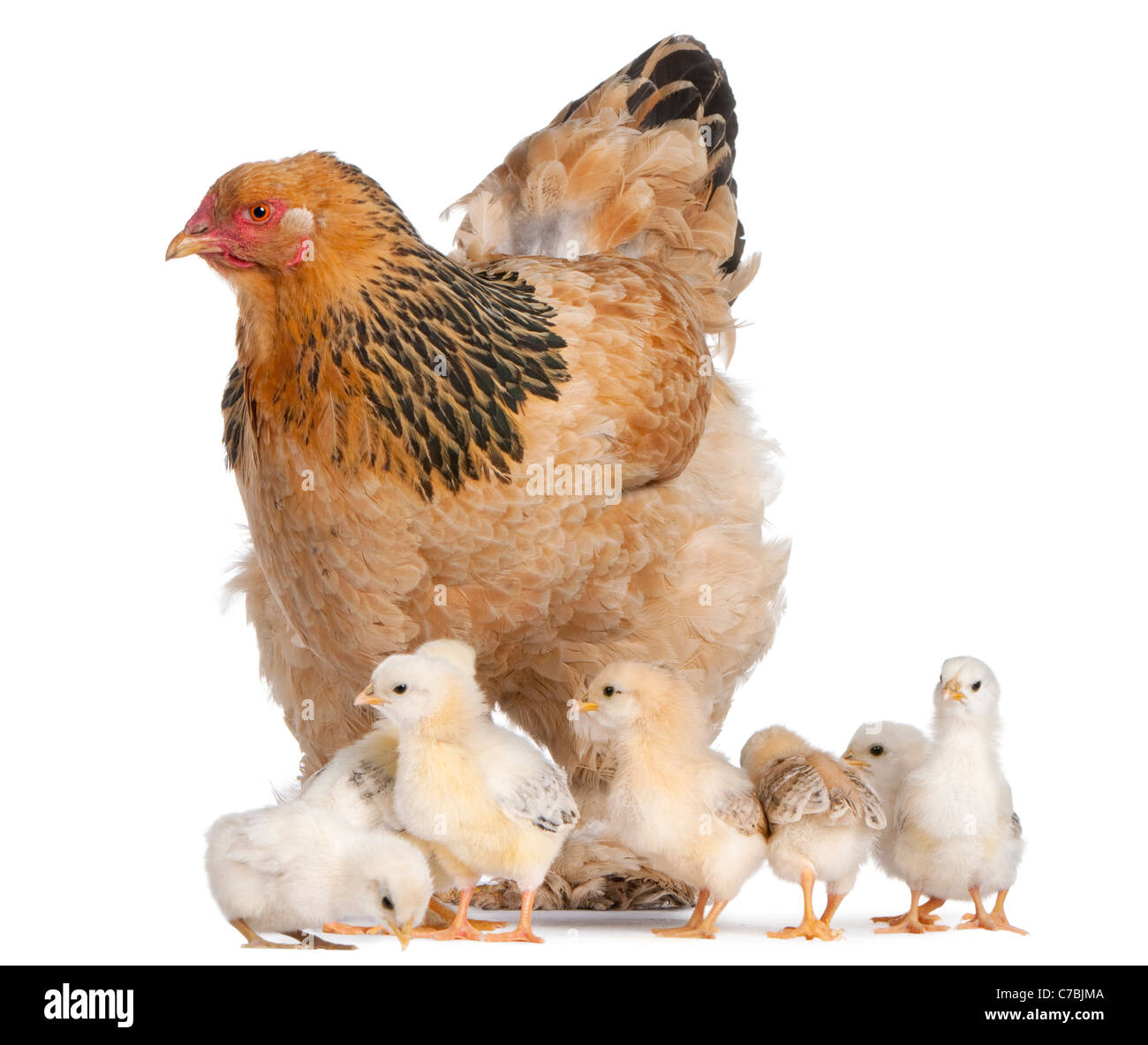 Braun Brahma Huhn und ihre Küken vor einem weißen Hintergrund