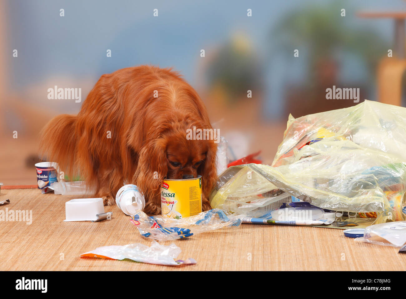 Cavalier King Charles Spaniel, Ruby, aufräumen, Müll / Müll Stockfoto