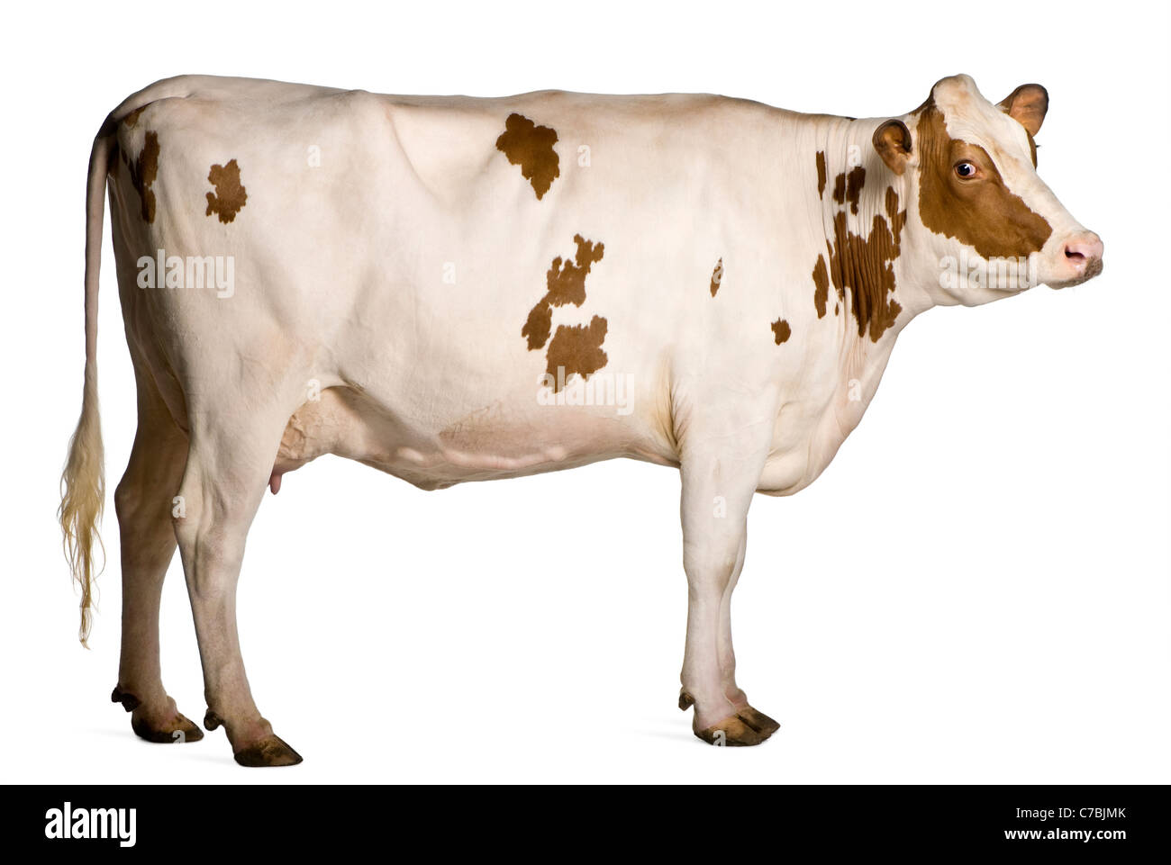 Holstein Kuh, 4 Jahre alt, steht man vor weißem Hintergrund Stockfoto