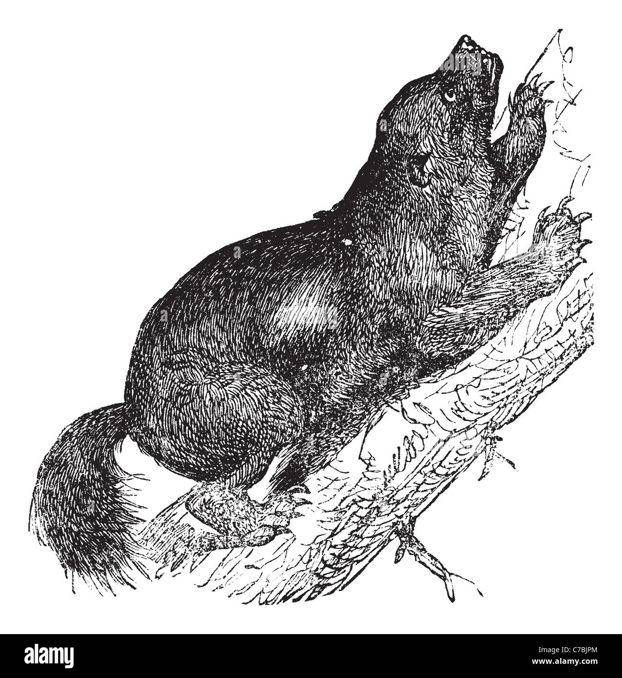 Wolverine oder Skunk Bären- oder Quickhatch oder Gulon, Vintage Gravur. Alten graviert Abbildung von Wolverine, Klettern auf den Baum. Stockfoto