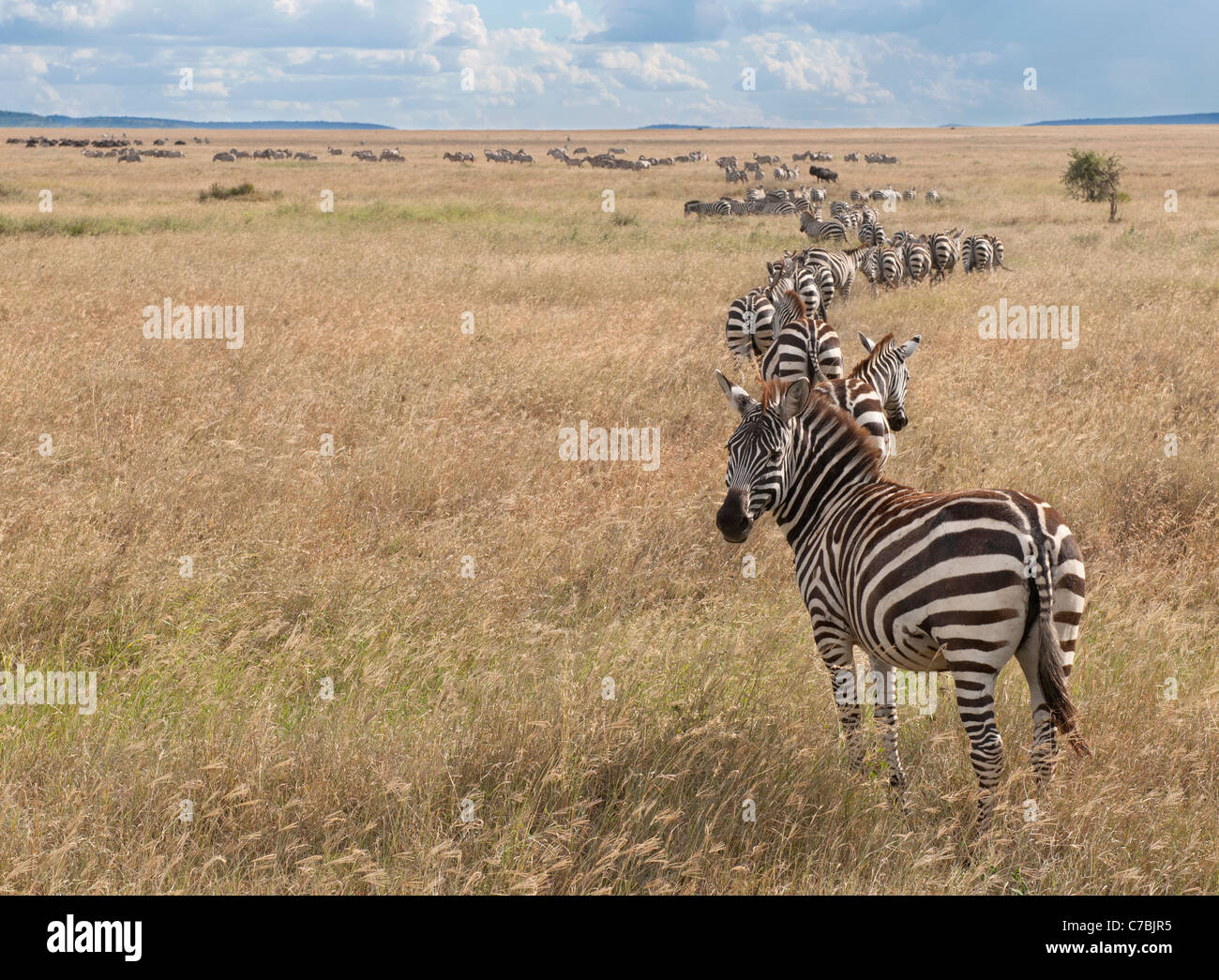 Zebras in der Serengeti Nationalpark, Tansania, Afrika Stockfoto