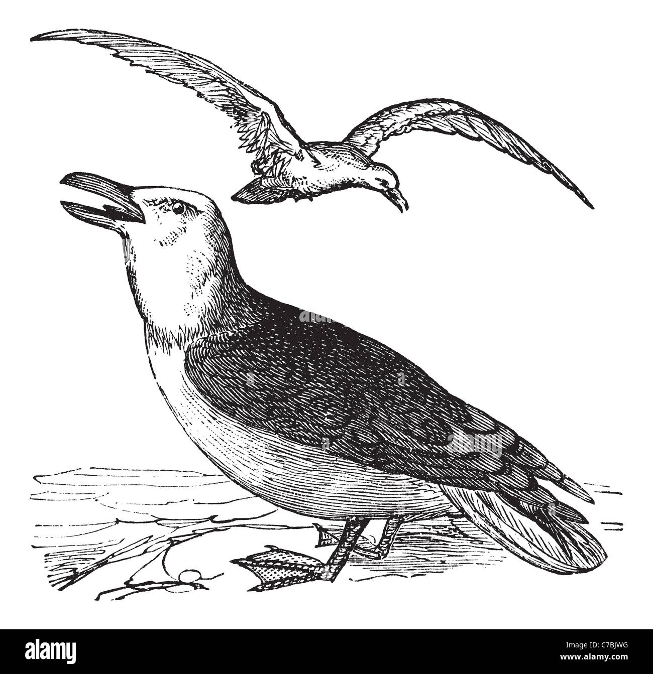 Große Black-backed Gull, Vintage Gravur. Alte eingraviert Abbildung große schwarz-unterstützte Möve mit Vogel fliegt über. Stockfoto