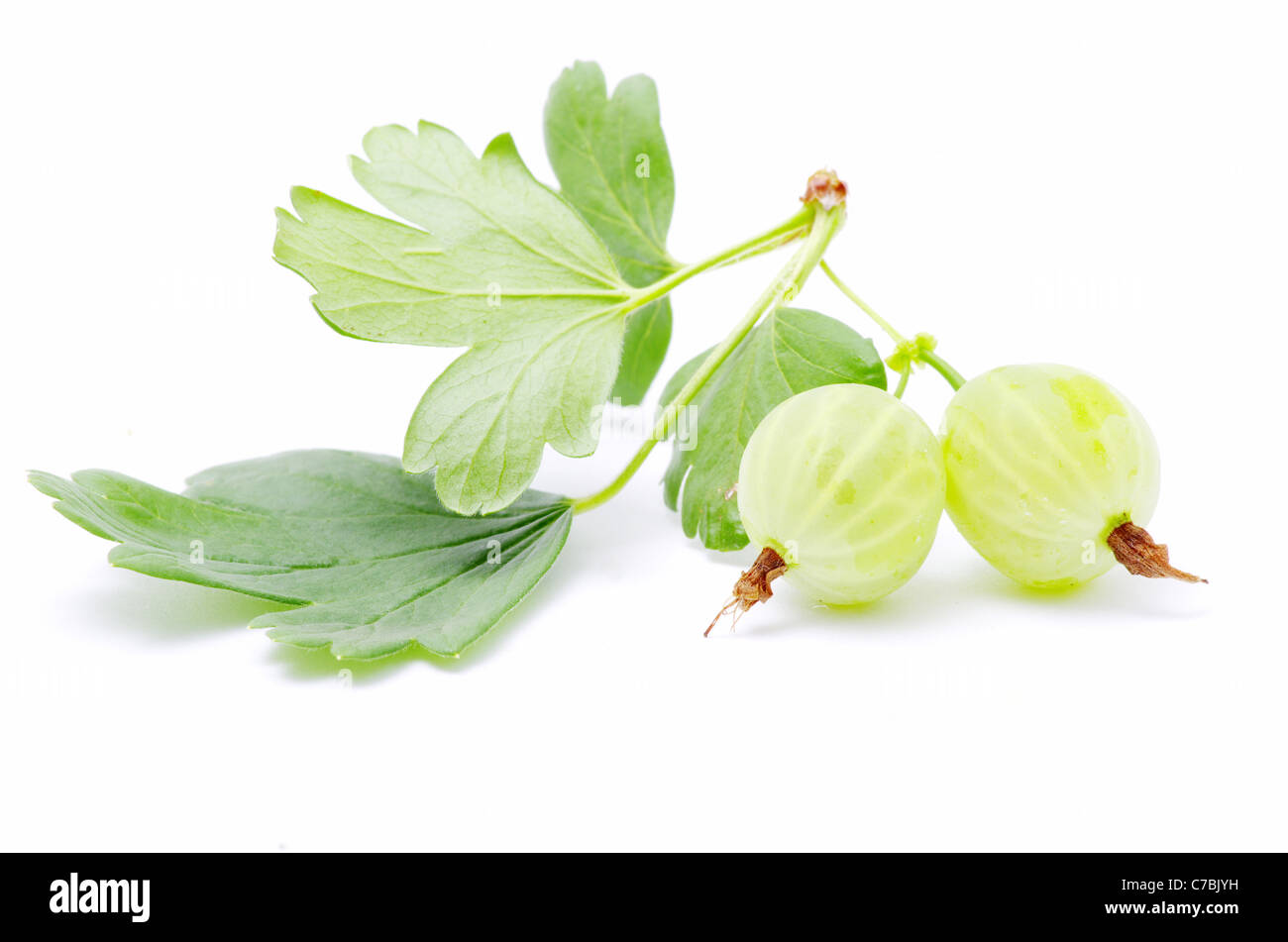 Grüne Stachelbeere Früchte auf weiß Stockfoto