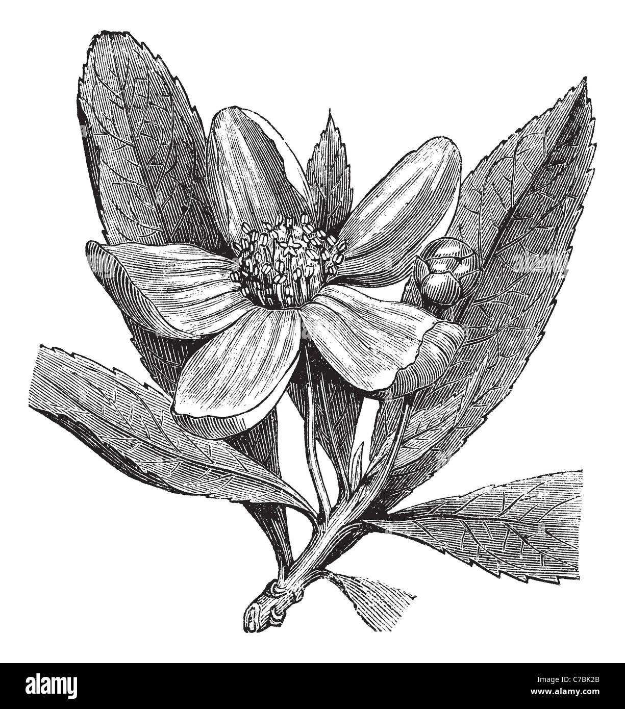 Franklinia oder Franklin Baum, Vintage-Gravur. Alten graviert Außenillustration Franklinia, isoliert auf einem weißen Hintergrund. Stockfoto