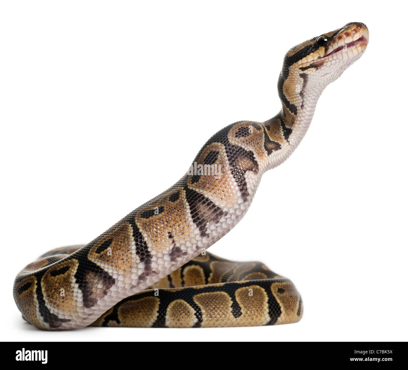 Königliche Python, Königspython, Python Regius, Essen eine Maus vor weißem Hintergrund Stockfoto