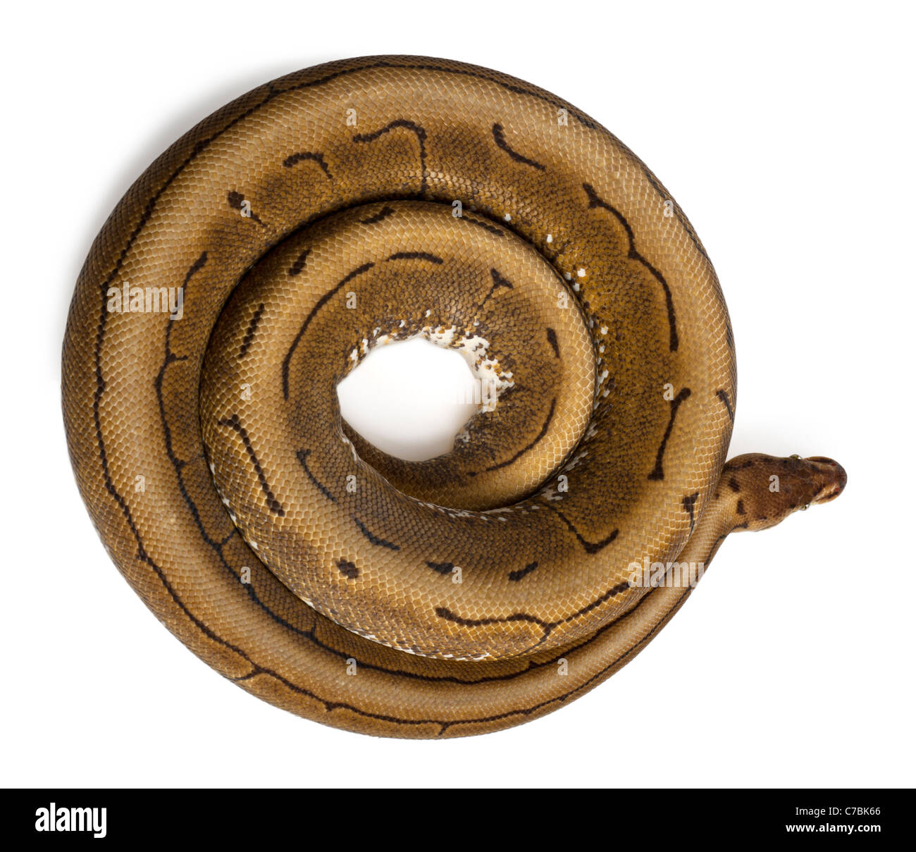 Spinner Royal Python, Königspython, Python Regius, 2 Jahre alt, vor weißem Hintergrund Stockfoto