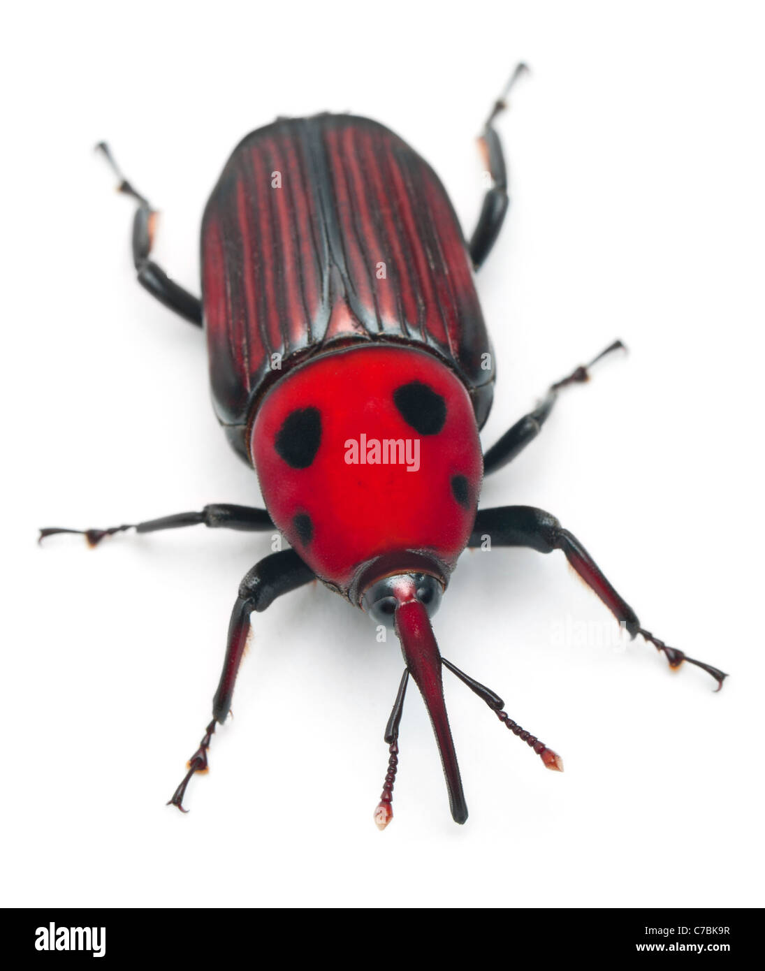 Weibliche Palmrüssler, asiatische Palmenrüssler oder Sago Palmenrüssler, Rhynchophorus Ferrugineus, vor weißem Hintergrund Stockfoto