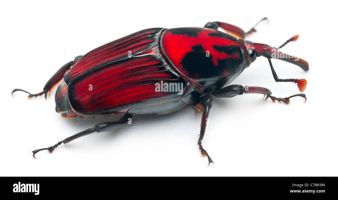 Männliche Palmrüssler, asiatische Palmenrüssler oder Sago Palmenrüssler, Rhynchophorus Ferrugineus, vor weißem Hintergrund Stockfoto