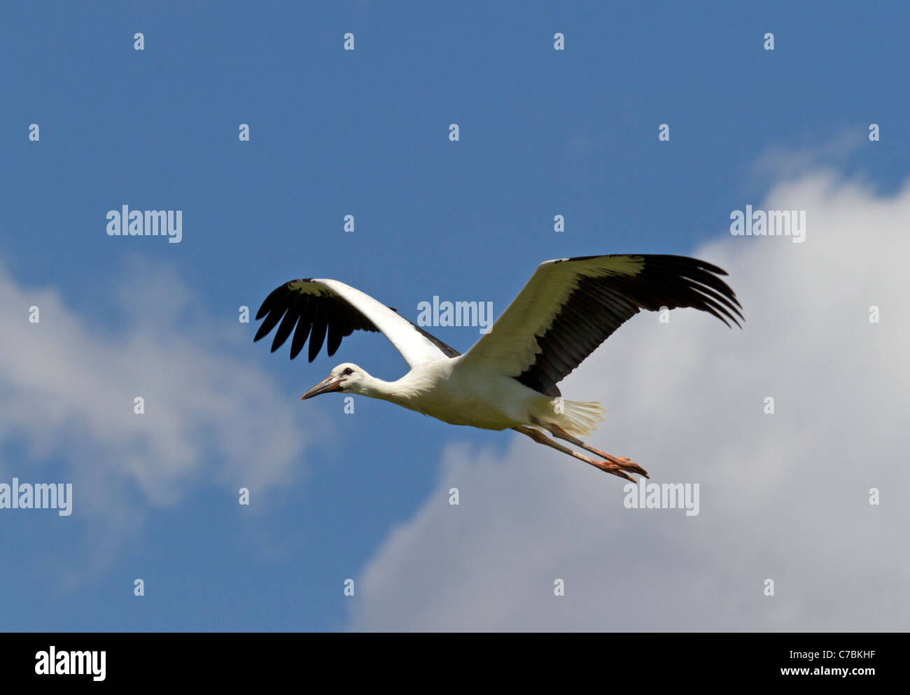 Fliegender Weißstorch (Ciconia Ciconia) Stockfoto