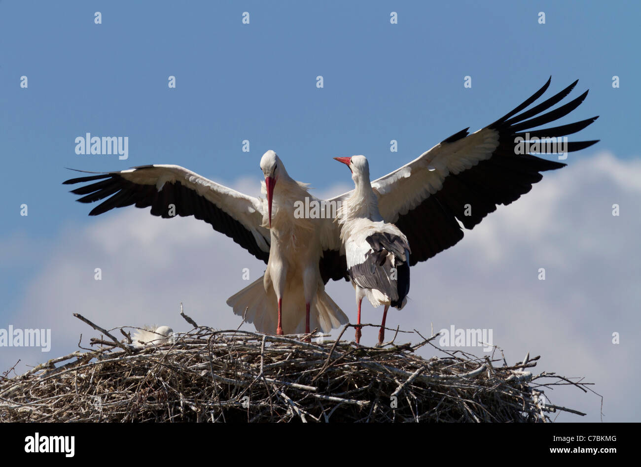 Storch auf einem Adlerhorst (Ciconia Ciconia) Stockfoto