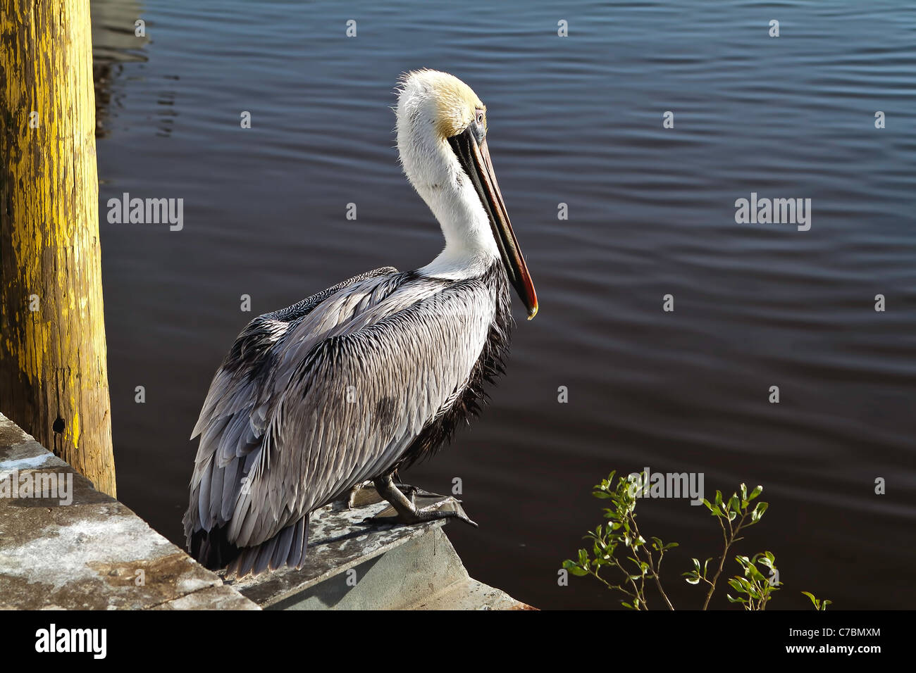 Brown Pelican ruhenden Wasser. chriskirkphotography.NET Stockfoto