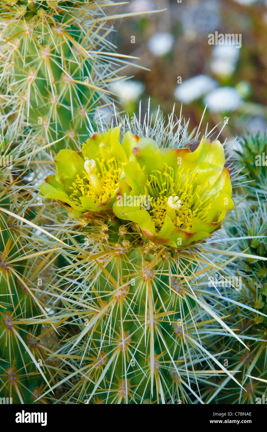 Buckhorn Cholla Blume (Cylindropuntia Acanthocarpa), Anza-Borrego Desert State Park, Kalifornien USA Stockfoto