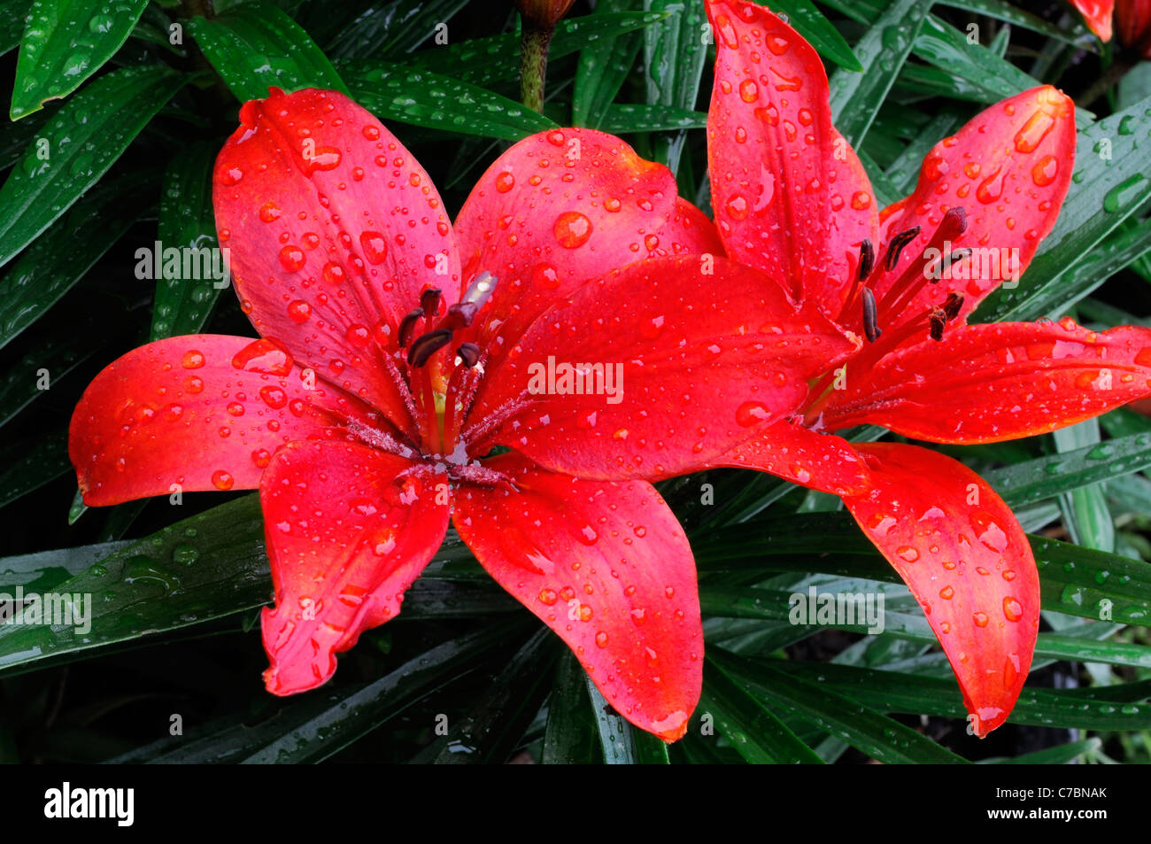 Asiatische Lilie Crimson Pixie Zwerg purpurrote Farbe orange Farbe Blume Blüte Blüte Stockfoto