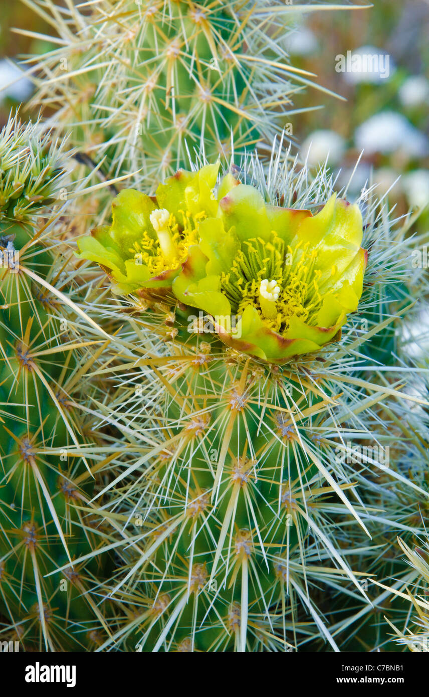 Buckhorn Cholla Blume (Cylindropuntia Acanthocarpa), Anza-Borrego Desert State Park, Kalifornien USA Stockfoto