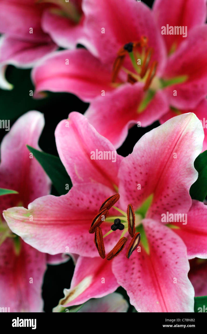Orientalisches rosa Fotos und Bildmaterial in hoher Auflösung Alamy