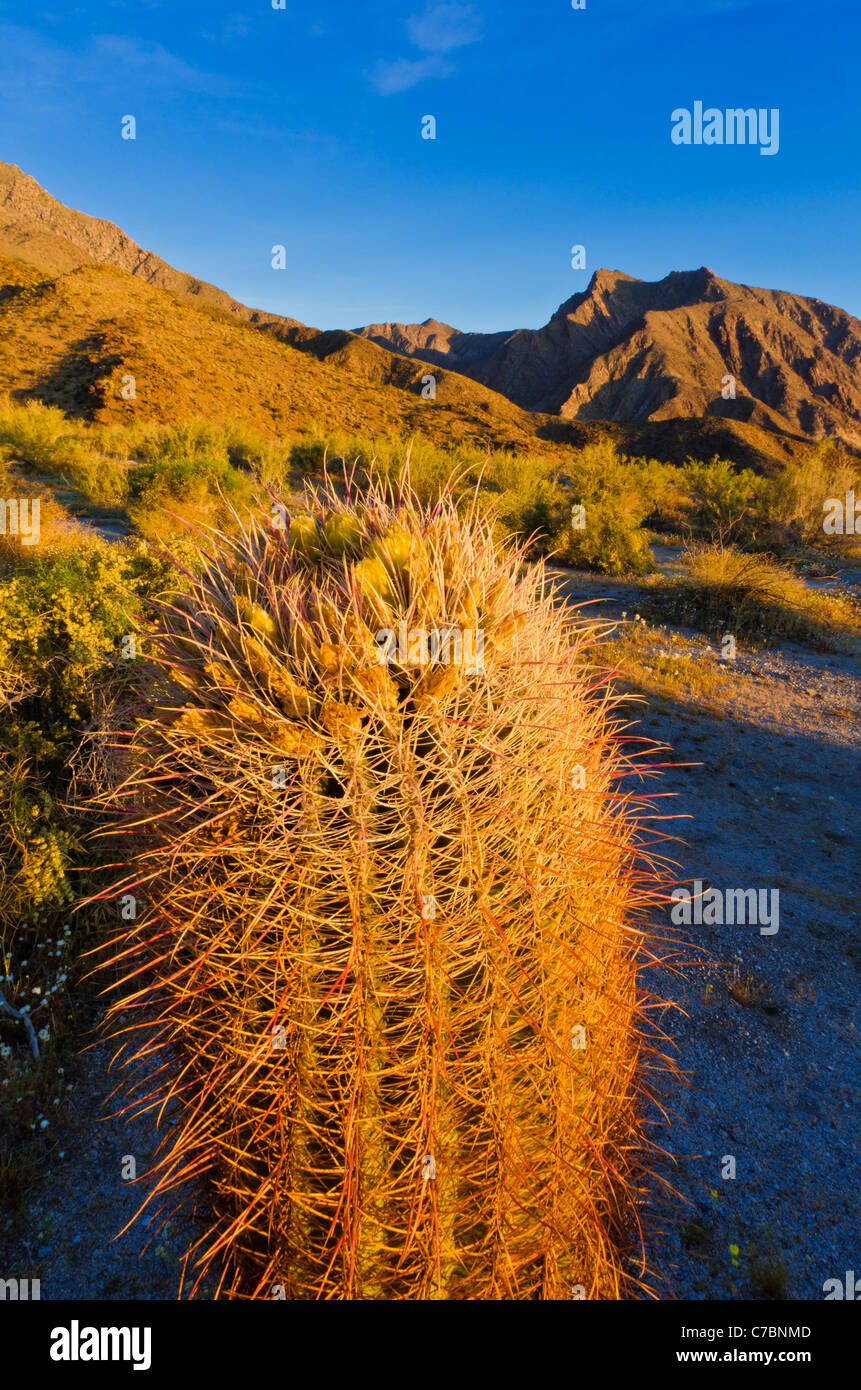 Morgenlicht auf Cholla Cactus Barrel unter Adenauer Peak, Anza-Borrego Desert State Park, Kalifornien USA Stockfoto