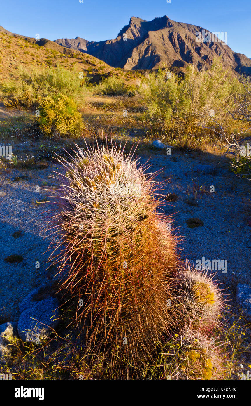 Morgenlicht auf Barrel Cactus unter Adenauer Peak, Anza-Borrego Desert State Park, Kalifornien USA Stockfoto