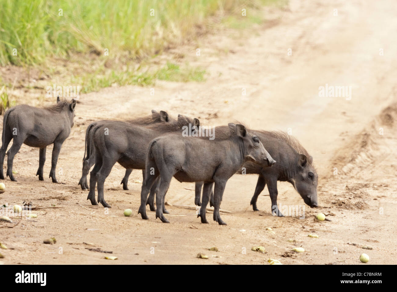 Eine Gruppe von juvenile südlichen Warzenschweine (Phacochoerus Africanus Sundevallii) im Krüger Nationalpark, Südafrika. Stockfoto