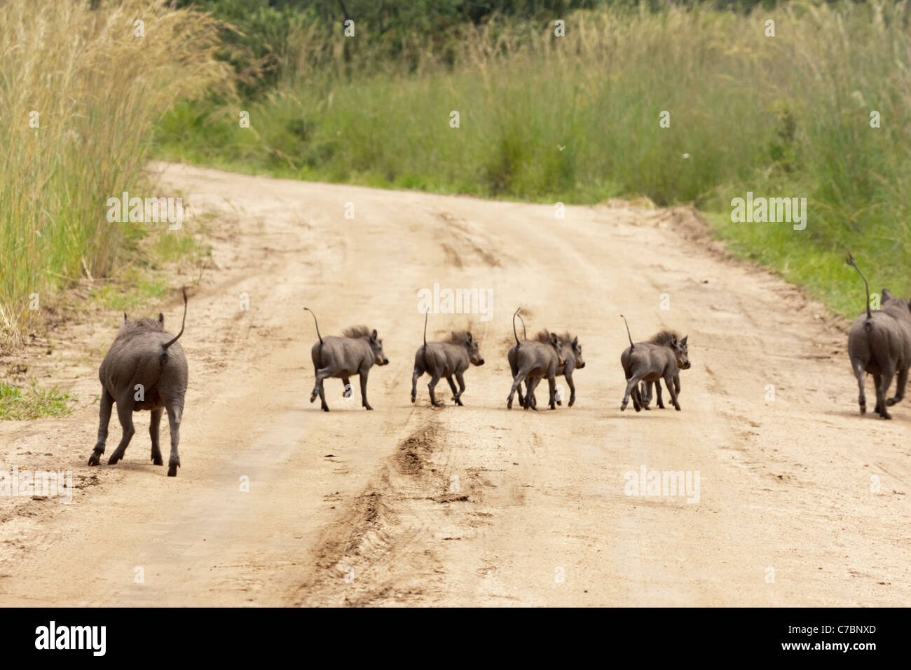 Eine Gruppe von Jugendlichen südlichen Warzenschweine und Mutter, (Phacochoerus Africanus Sundevallii) im Krüger Nationalpark, Südafrika. Stockfoto