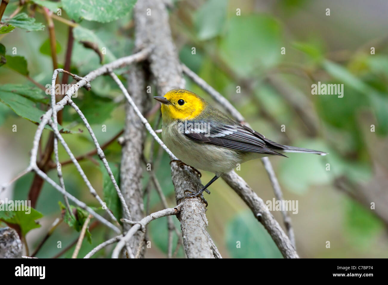 Einsiedler Warbler Dendroica Occidentalis Santa Catalina Mountains, Pima COunty, Arizona, Vereinigte Staaten 15 September Stockfoto