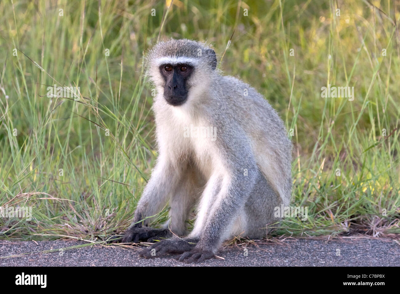 Vervet Affen, (grüne Aethiops), sitzt auf der Straße im Krüger Nationalpark, Südafrika. Stockfoto
