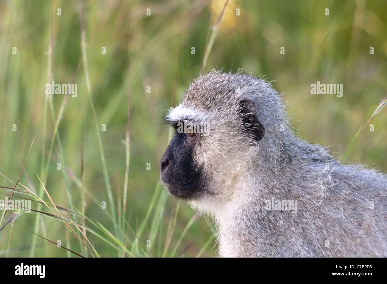 Vervet Affen, (grüne Aethiops), sitzt auf der Straße im Krüger Nationalpark, Südafrika. Stockfoto