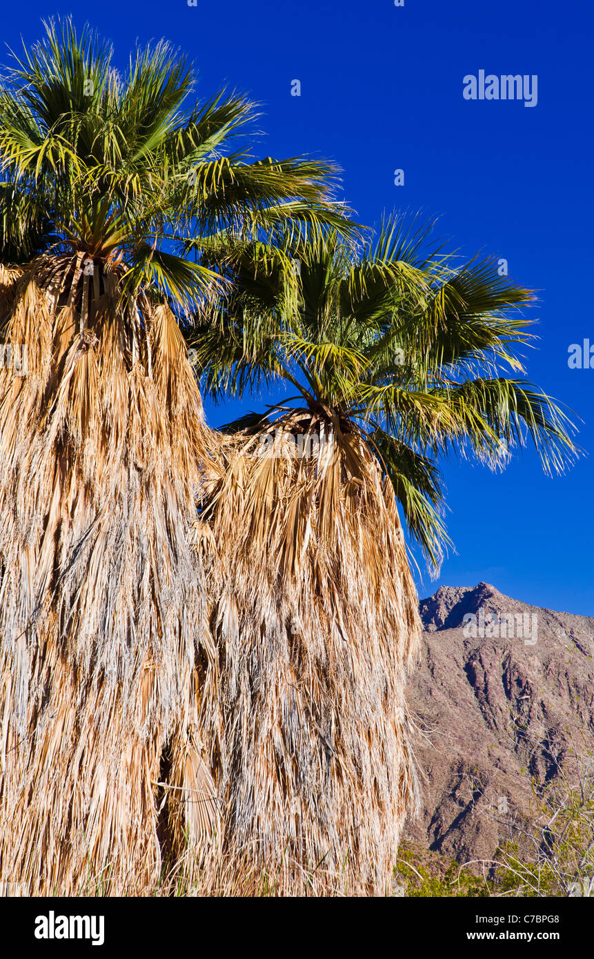 Palmen-Oase am Visitor Center, Anza-Borrego Desert State Park, Kalifornien USA Stockfoto