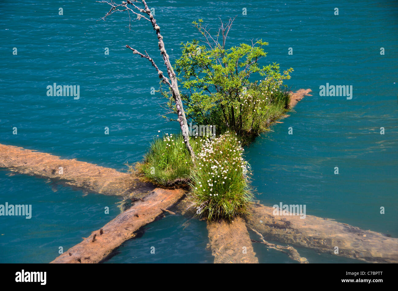 Pflanzen wachsen auf den nach unten Baumstämmen in einem blauen Wassersee im Naturreservat Jiuzhaigou. Sichuan, China. Stockfoto