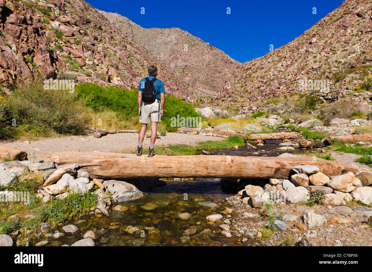 Wanderer in Borrego Palm Canyon, Anza-Borrego Desert State Park, Kalifornien USA Stockfoto