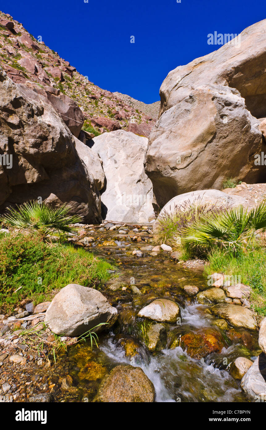 Stream in Borrego Palm Canyon, Anza-Borrego Desert State Park, Kalifornien USA Stockfoto