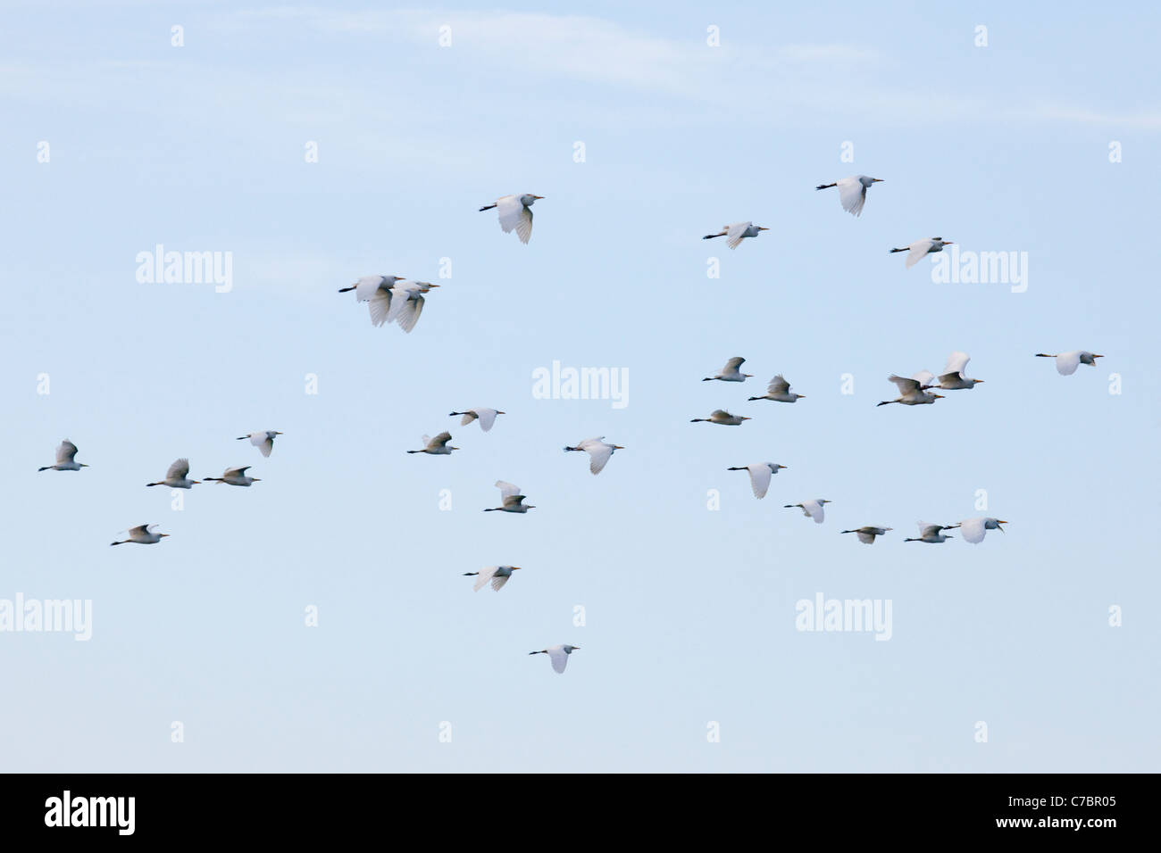Kuhreiher (Bubulcus ibis) fliegen zum Schlafengehen Stockfoto