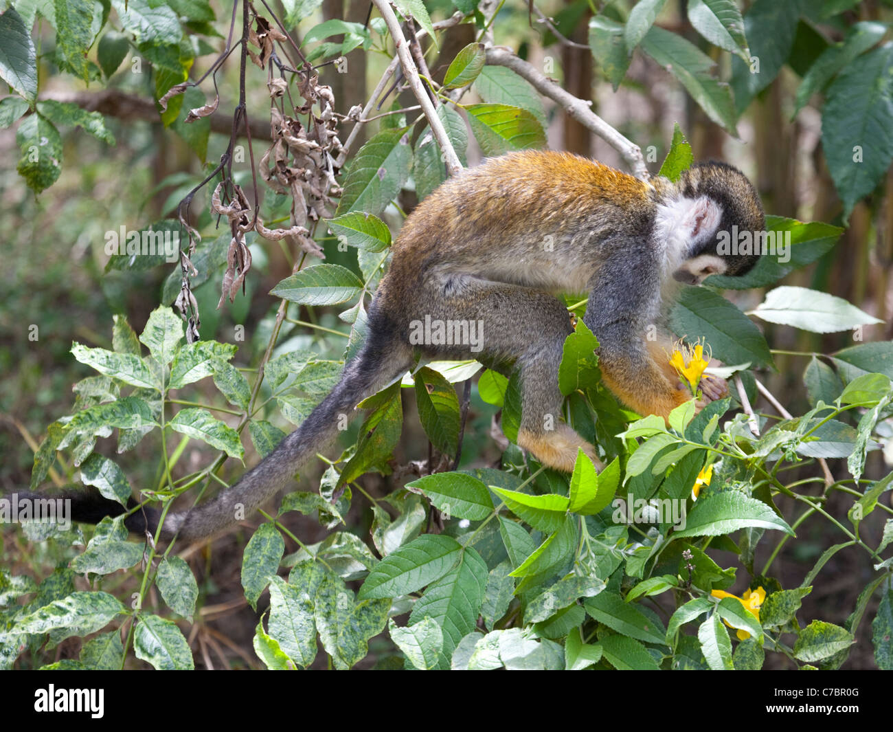 Südamerikanischer Eichhörnchenaffe (Saimiri sciureus), der eine Blume im Wald pflückt, um den Nektar zu trinken. Ecuador. Stockfoto