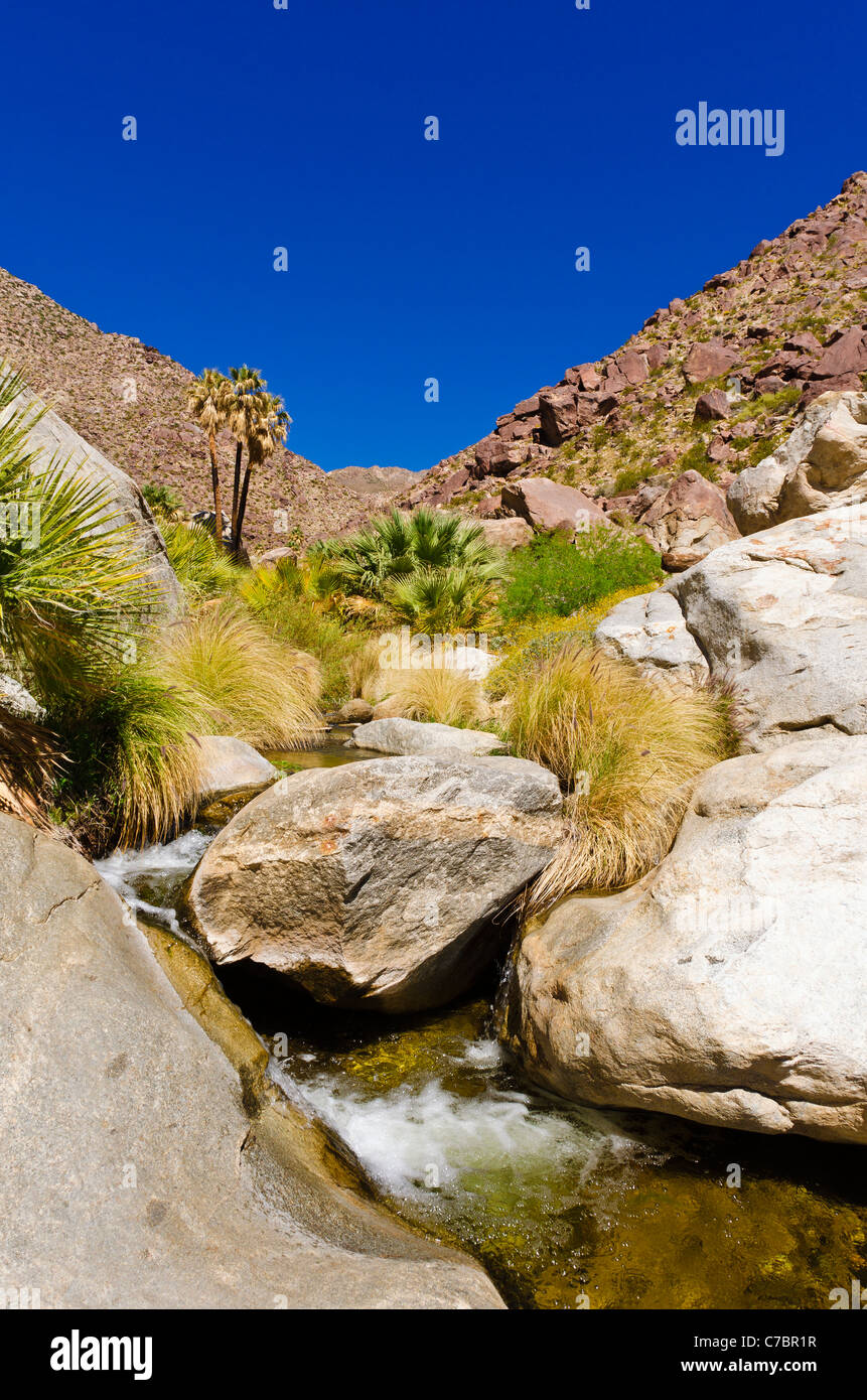 Stream in Borrego Palm Canyon, Anza-Borrego Desert State Park, Kalifornien USA Stockfoto