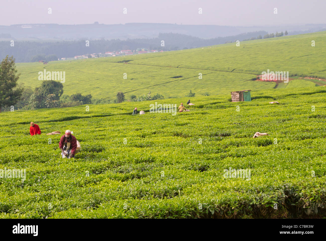 Der Morgen Ernten von Tee auf einer Plantage im Bereich Kericho Westkenia. Stockfoto