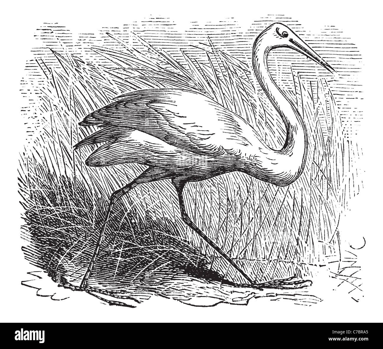 Keuchhusten Kraniche (Grus Americana) Vintage Gravur. Alten graviert Abbildung von einem schönen nordamerikanischen Schreikranich. Stockfoto