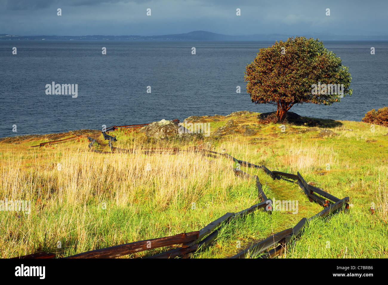 Pazifische Madrone Baum und Trail durch Prärie, Westside bewahren, San Juan Island, Washington, USA Stockfoto