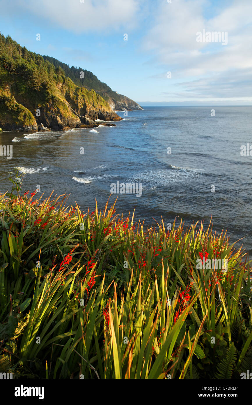 Roten Wildblumen mit Blick auf die zerklüftete Küste von Oregon, Oregon, USA, Nordamerika Stockfoto