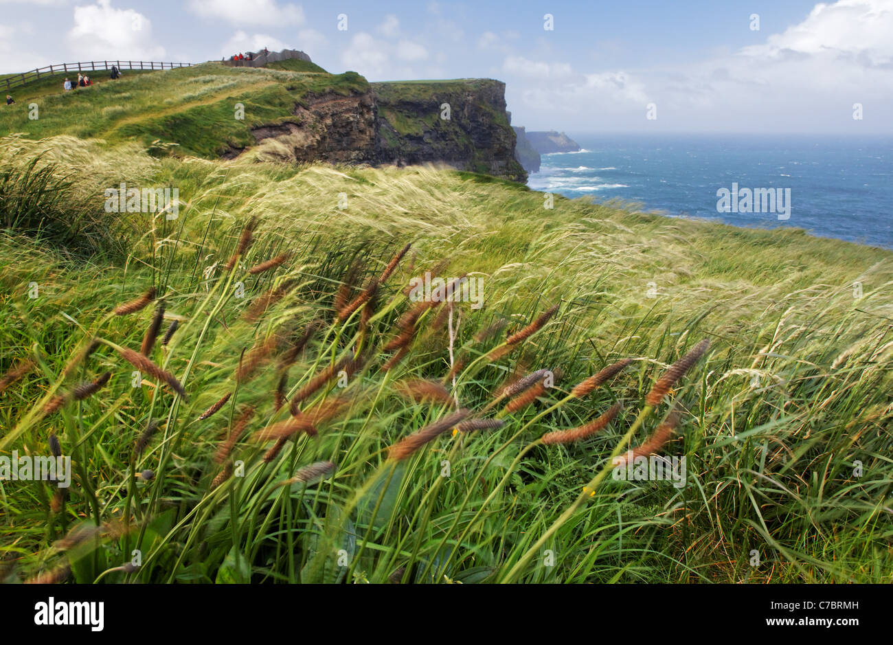 Gräser im Wind oben auf den Klippen von Mohr, ist Hag Kopf, Burren, County Clare, Irland Stockfoto