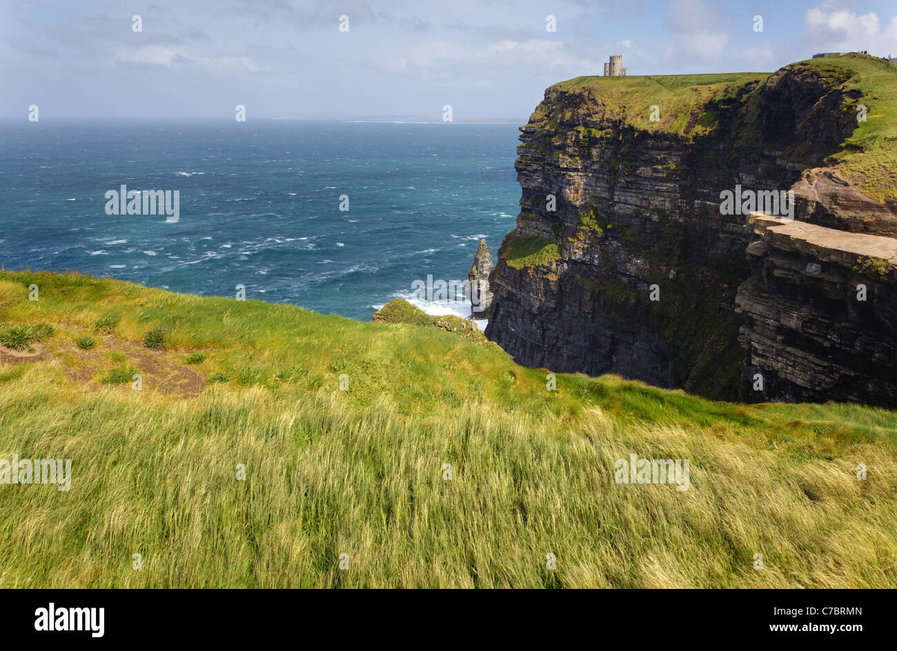 Gräser im Wind oben auf den Klippen von Mohr, ist Hag Kopf, Burren, County Clare, Irland Stockfoto