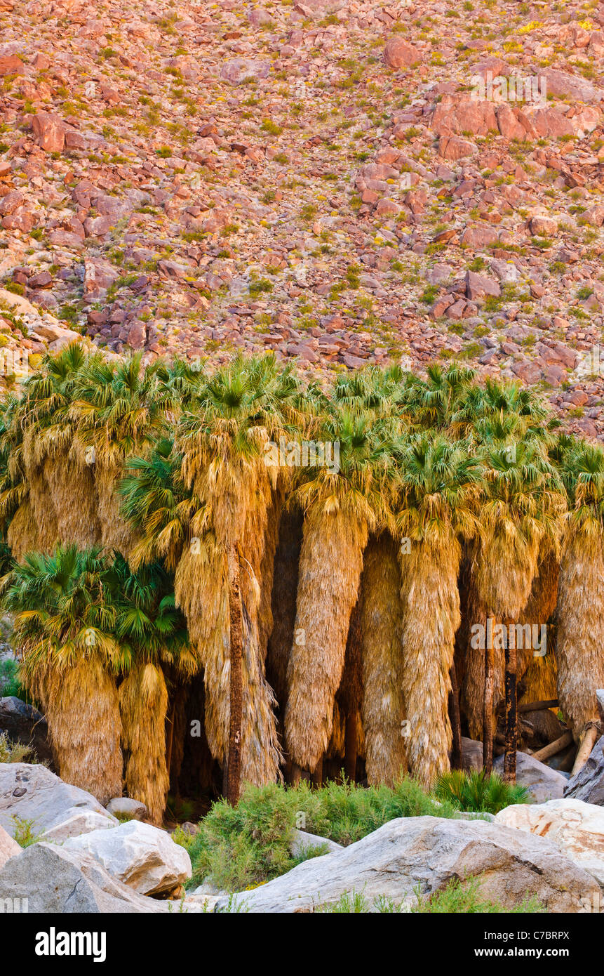 Oase in Borrego Palm Canyon, Anza-Borrego Desert State Park, Kalifornien USA Stockfoto