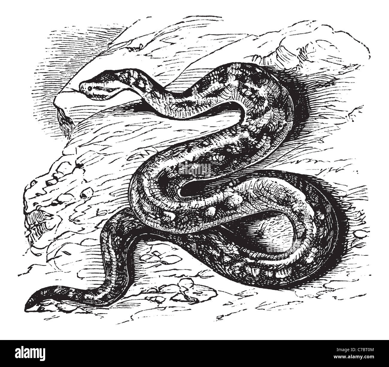 Radix Rock Python oder Dumeril & Bibron oder Python Saxuloides, Vintage-Gravur. Alten graviert Abbildung von Natal Rock Python. Stockfoto
