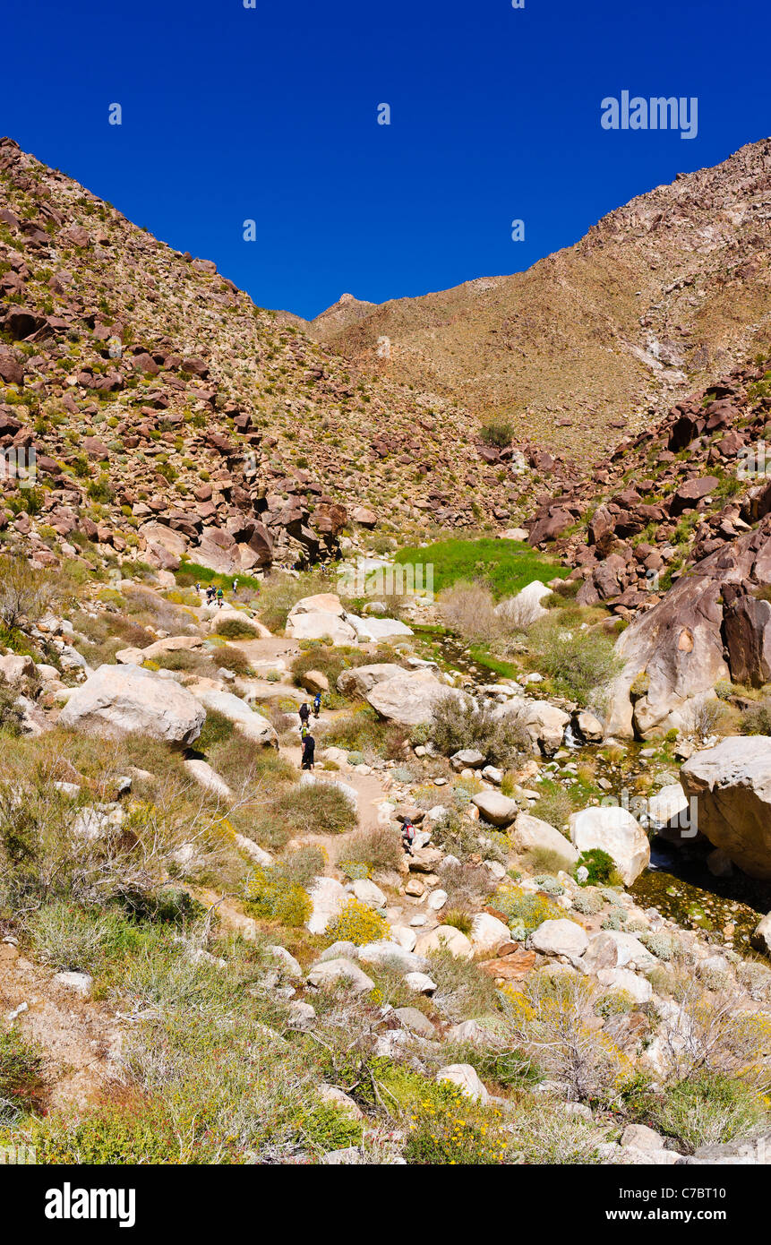 Wanderer in Borrego Palm Canyon, Anza-Borrego Desert State Park, Kalifornien USA Stockfoto