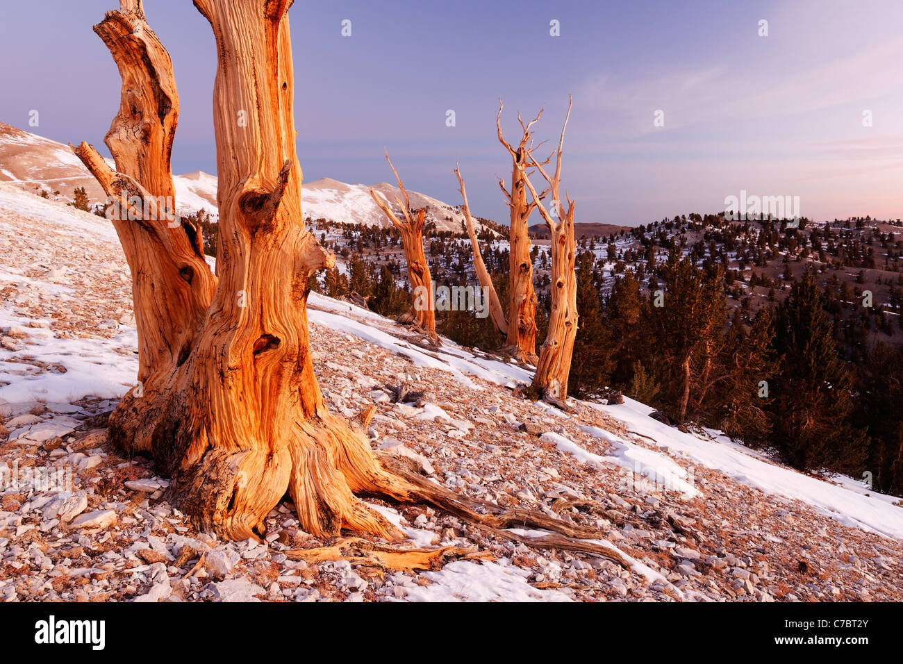 Bristlecone Pines und weißen Bergen kurz vor Sonnenaufgang, Inyo National Forest, White Mountains, Kalifornien, USA Stockfoto