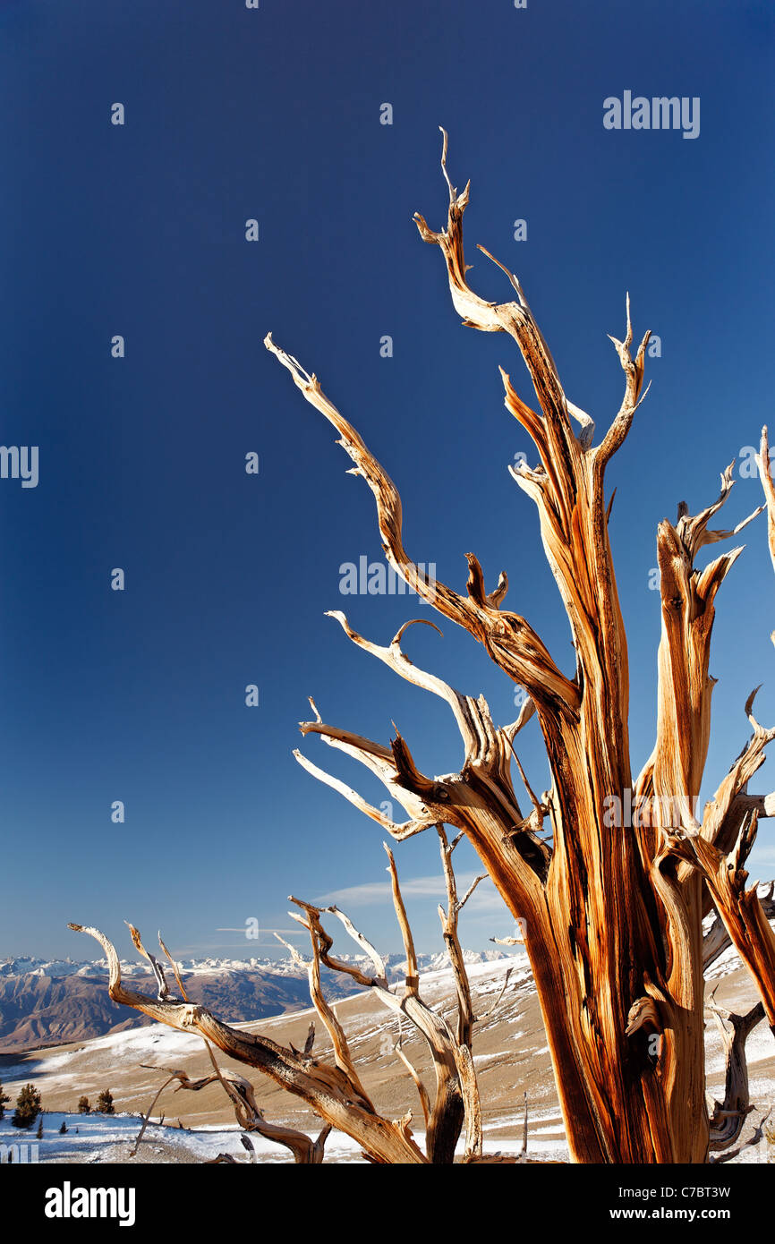 Bristlecone Kiefer, Inyo National Forest, White Mountains, Kalifornien, USA Stockfoto