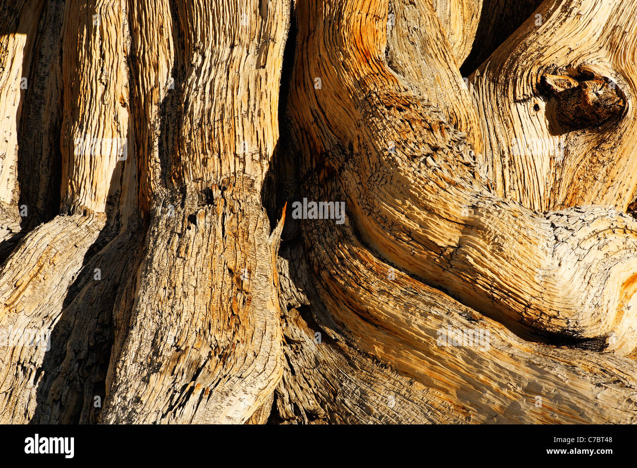 Bristlecone Kiefer, Inyo National Forest, White Mountains, Kalifornien, USA Stockfoto