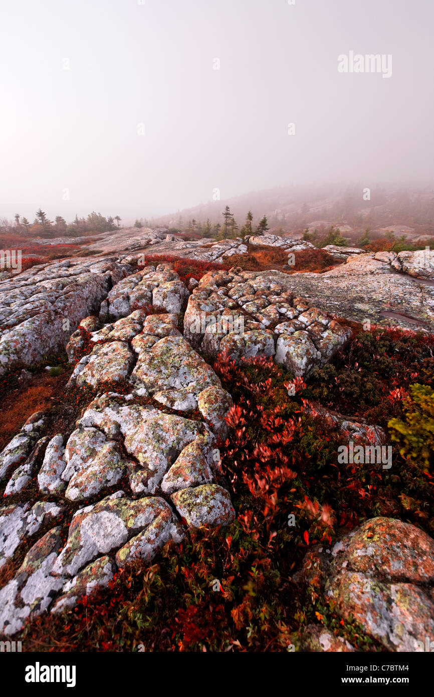 Herbstfarben inmitten Granit Fels zum Gipfel des Cadillac Mountain bei Sonnenaufgang, Mount Desert Island Acadia National Park, Maine Stockfoto