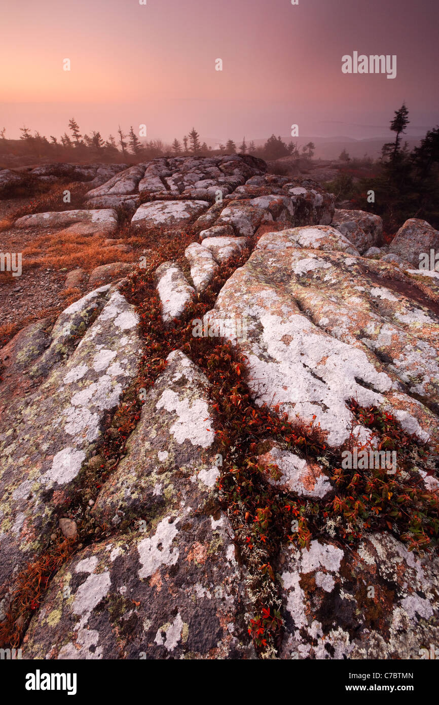 Herbstfarben inmitten Granit Fels zum Gipfel des Cadillac Mountain bei Sonnenaufgang, Mount Desert Island Acadia National Park, Maine Stockfoto