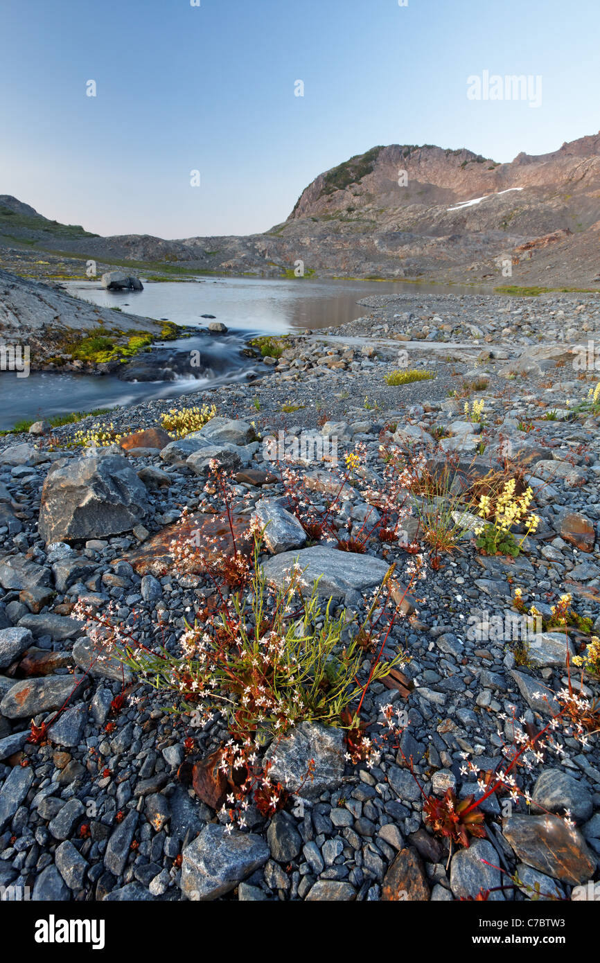 Wildblumen und Alpensee im oberen Fähre Becken, Bailey Range, Olympic Nationalpark, Washington Stockfoto