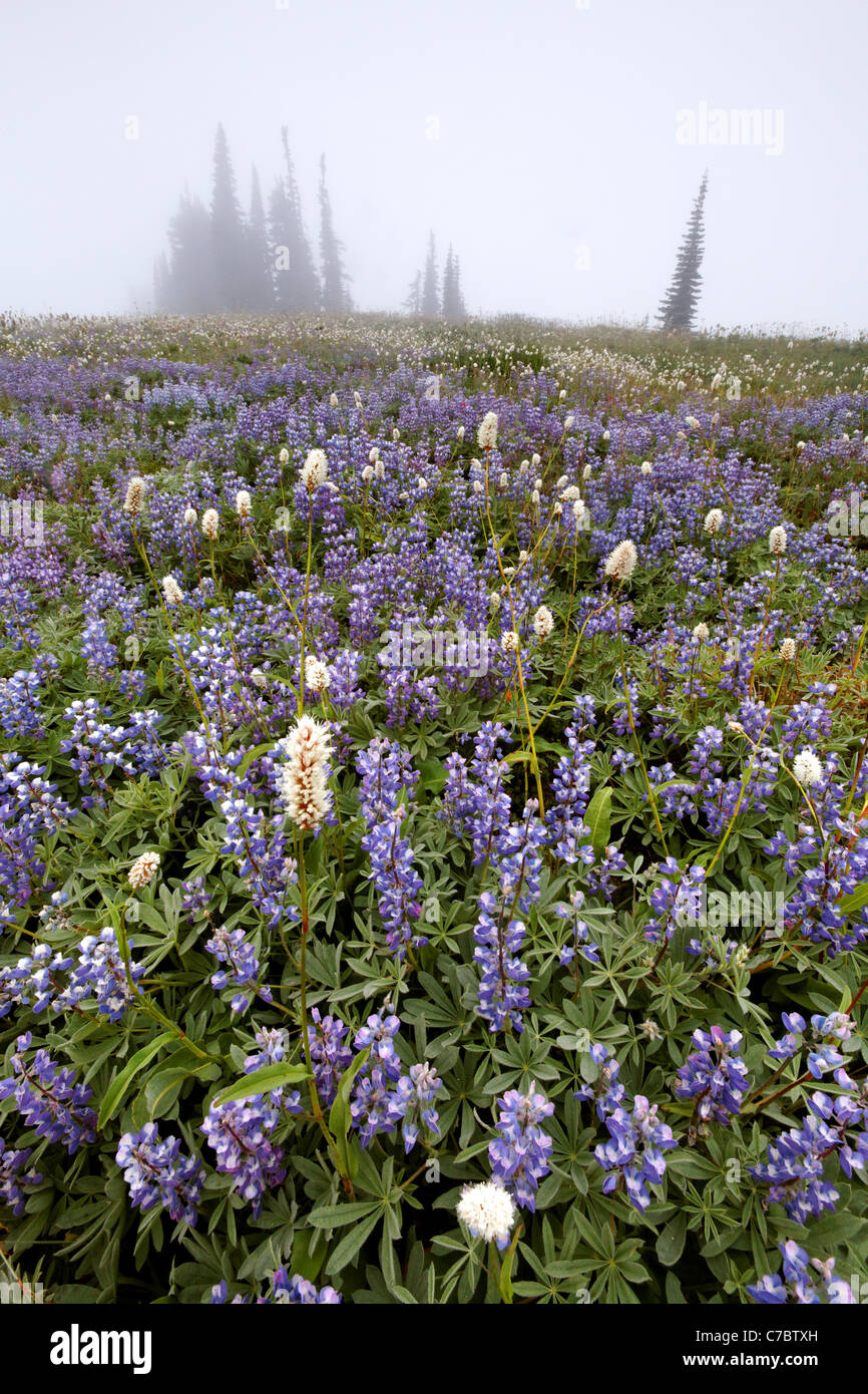 Bereich der Lupine in Nebel, Edith Creek Basin, Paradise, Mount Rainier Nationalpark, Washington, USA Stockfoto